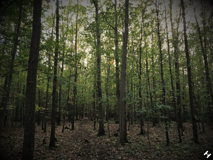 Waldpfad zwischen Dänkritz und Hartmannsdorf Richtung Zwickau