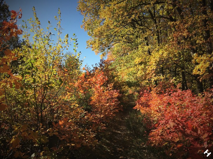 Weg an der Werdauer Waldeisenbahn