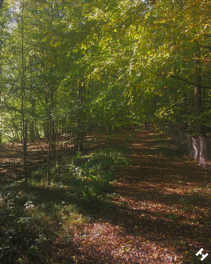 Grün-gelbe Blätter umranden den mit Laub bedeckten Waldweg