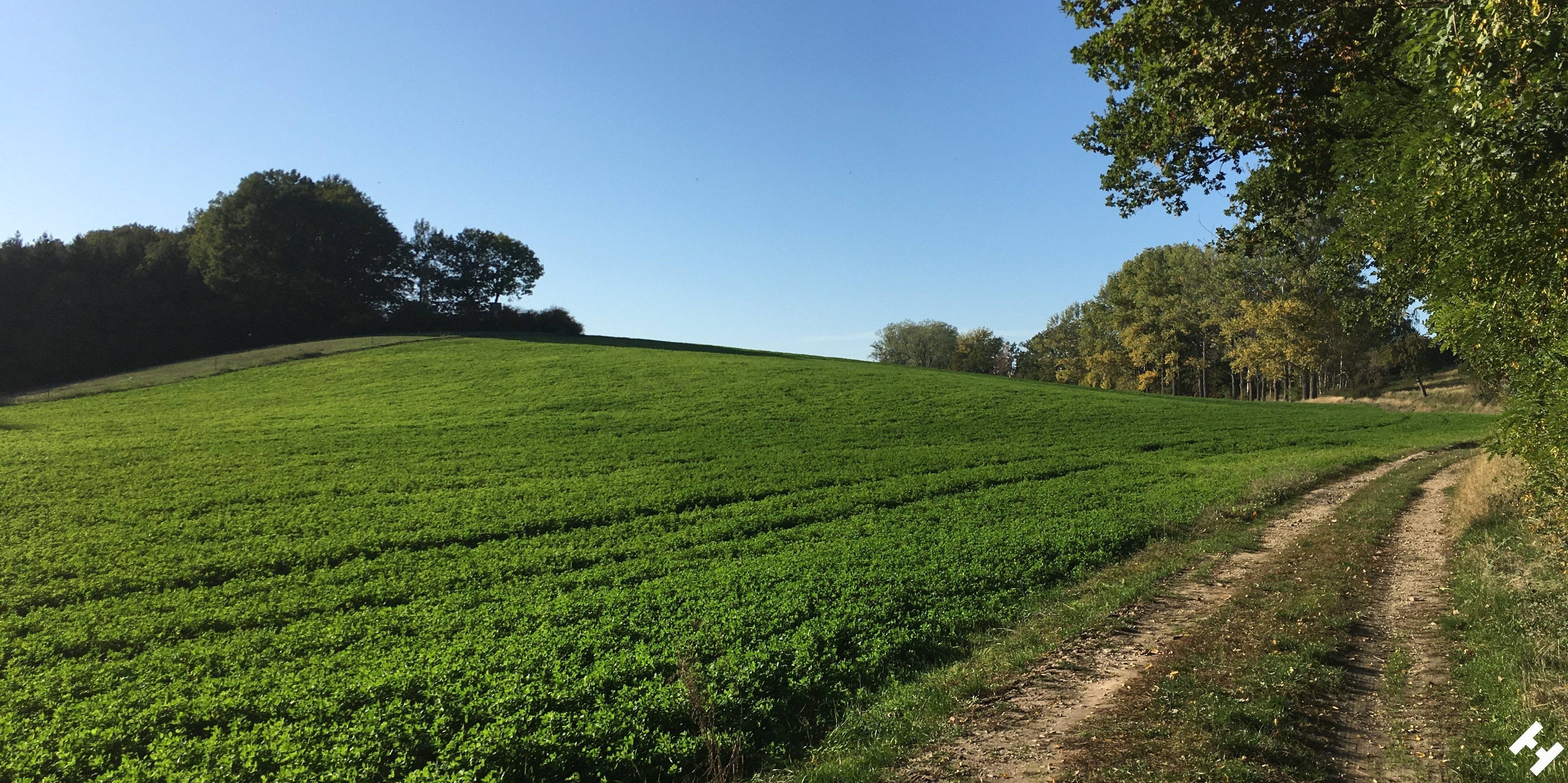 Schöner Feldweg über grüne Wiesen vorbei an kleinen Baumgruppen